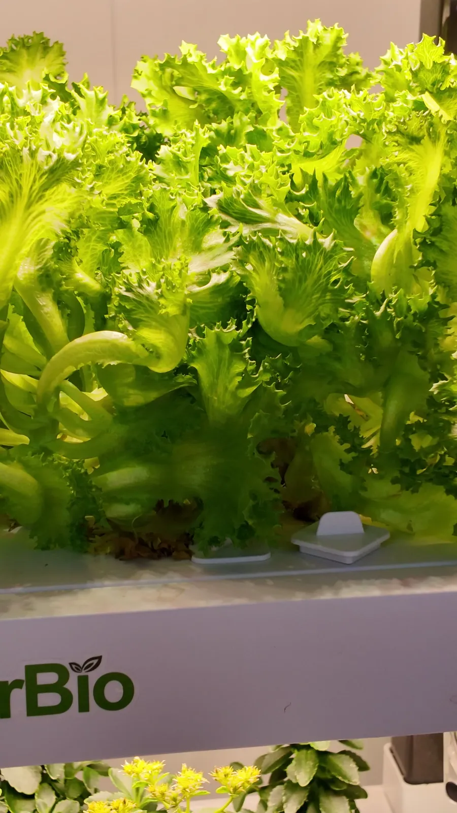捲葉生菜